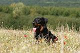 BEAUCERON 741